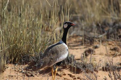 Black Korhaan on Kilie Krankie Dune road.