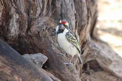Pied Barbet at Melkvlei Picnic spot.
