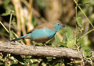 Blue Waxbill