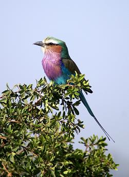 Lilac Breasted Roller