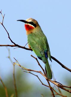 White-fronted Bee Eater