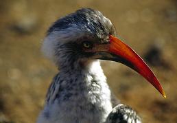 Red-billed Hornbill