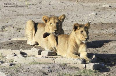 Lion cubs 1