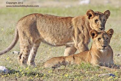 Lion cubs 2