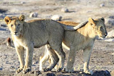 Lion cubs 3
