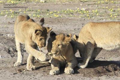 Lion Cubs 4
