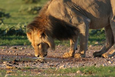 First drinks from the overfolw