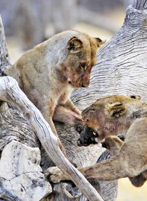 Something stuck in that paw