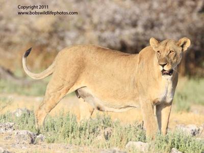 One of two large females
