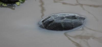 The back of a fearly large turtle.
