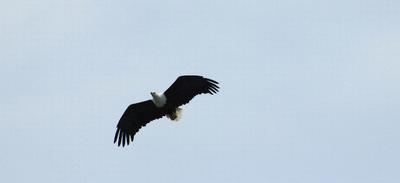 The resident Fish Eagle makes a fly past