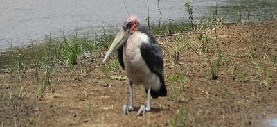 Marabou Stork relaxing on the bank of the Sabie River