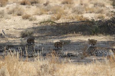 Cheatah near Melkvlei Picnic site.