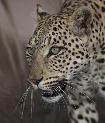 Twee Rivieren leopard