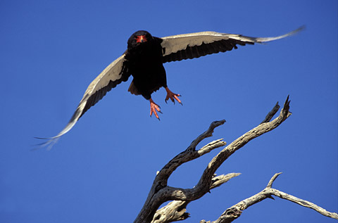 Bateleur eagle in the Kgalagadi Bateleur eagle in the Kgalagadi