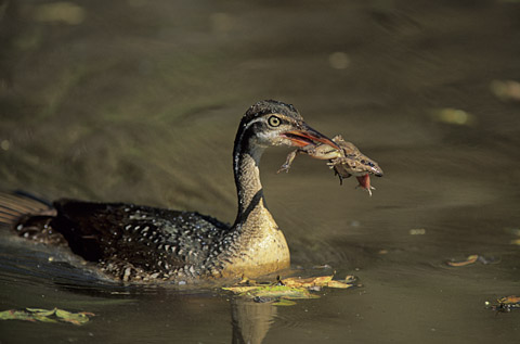 Finfoot eating frog in Sabi Sabi, Kruger Park Finfoot eating frog in Sabi Sabi, Kruger Park