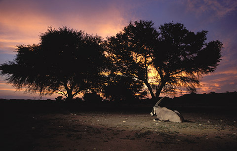Gemsbok (Oryx) at sunset in the Kgalagadi Gemsbok (Oryx) at sunset in the Kgalagadi