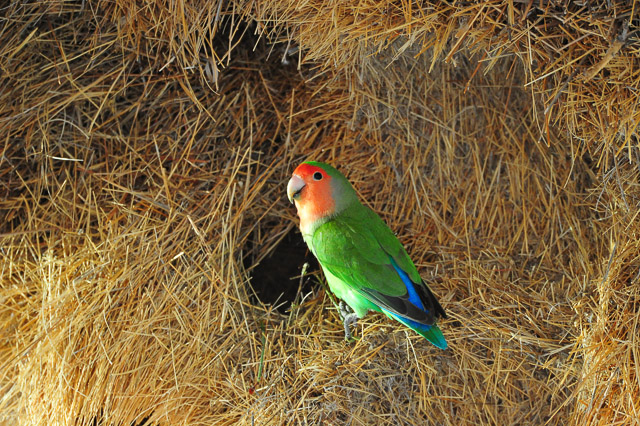 Rosy-faced lovebird