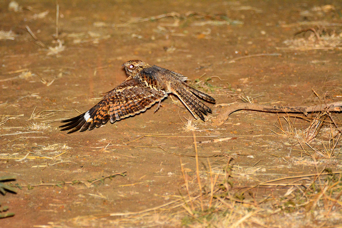 Nightjar at Punda Hide