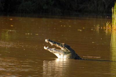 Nile Crocodile in the Mphongolo River