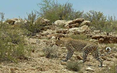 Kalahari Leopard