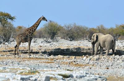 What, lions around? Couldn't care