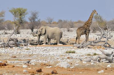 Want a martini, stirred or shaken?