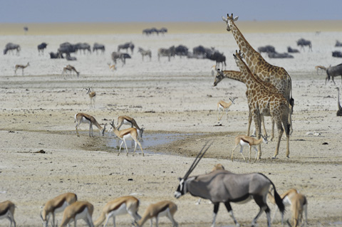 okondeka waterhole in etosha