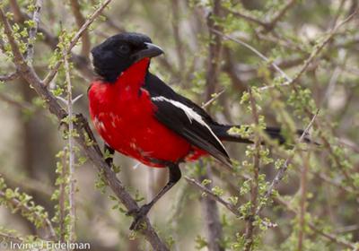 Crimson breasted shrike