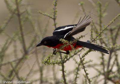 crimson breasted shrike