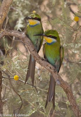 swallowtailed bee eaters