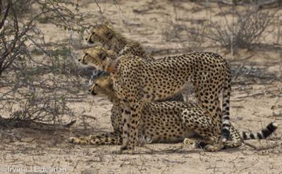 Cheetah mother and cubs