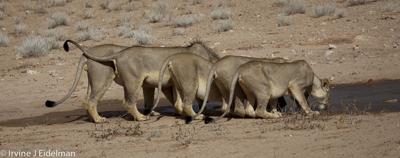 Pride of Lions Drinking
