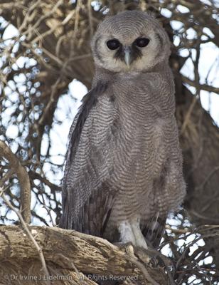 Giant Eagle Owl in the Kalahari