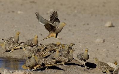 Sanda Clause! (Namaqua sand grouse)