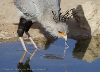 Secretary bird drinking