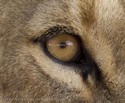 Eye of the Lion
