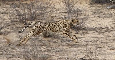Cheetah mother chasing springbok