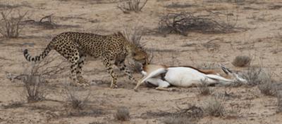 Cheetah cub dragging mother's kill