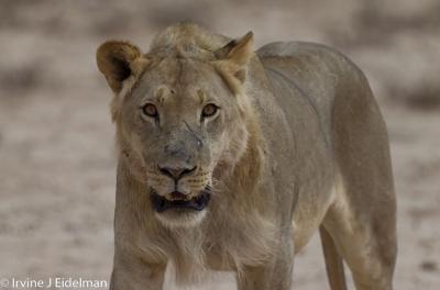 juvenile male lion