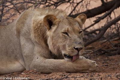 male lion licking paw