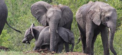 Elephant appearing at Rhino pan