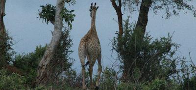 Giraffe on the horizon.