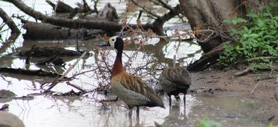 White faced wisling ducks at Gardenia hide.