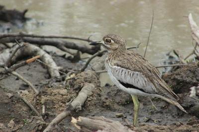 Water Thick-knee