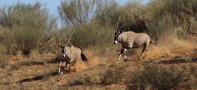The Oryx apear with great speed kicking up sand.