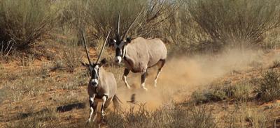 A bird gets flushed out in the rush.