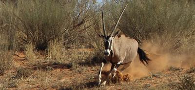 A show of absolute power in the stride.