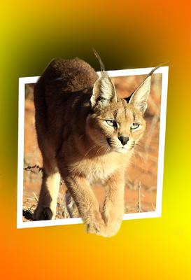 Caracal