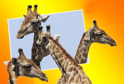 Giraffes 